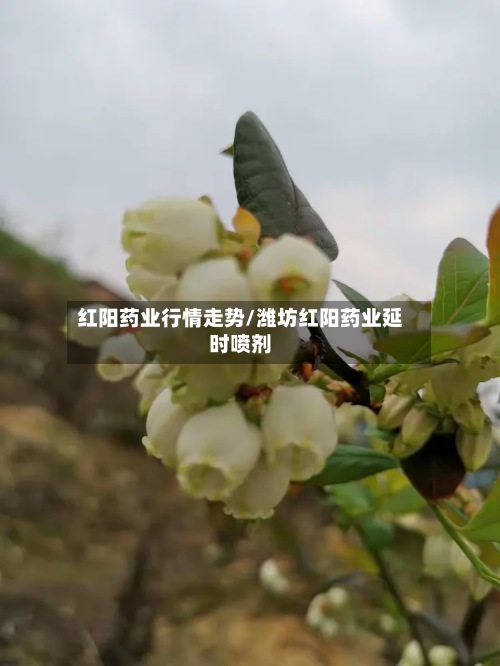 红阳药业行情走势/潍坊红阳药业延时喷剂