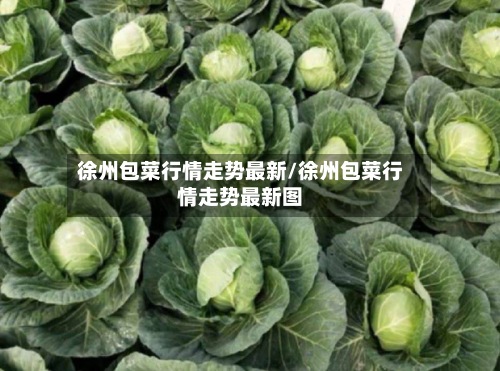 徐州包菜行情走势最新/徐州包菜行情走势最新图