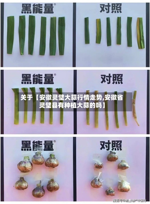 关于【安徽灵璧大蒜行情走势,安徽省灵璧县有种植大蒜的吗】-第3张图片