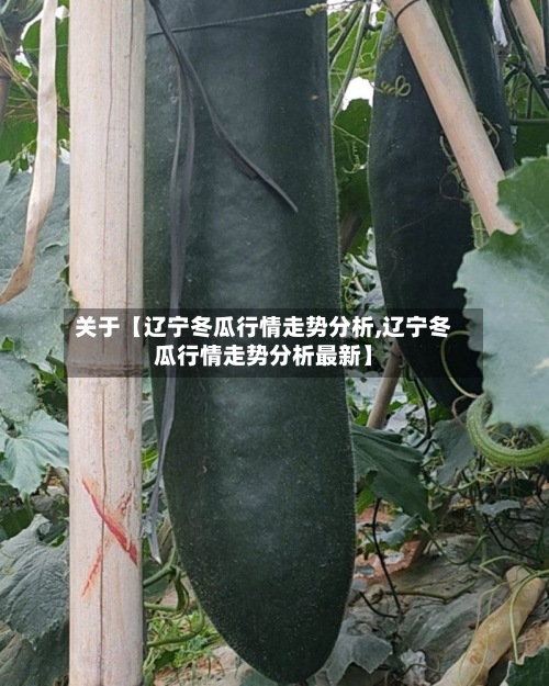 关于【辽宁冬瓜行情走势分析,辽宁冬瓜行情走势分析最新】