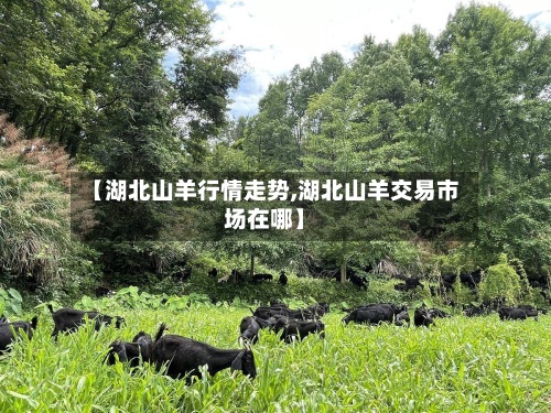 【湖北山羊行情走势,湖北山羊交易市场在哪】-第2张图片