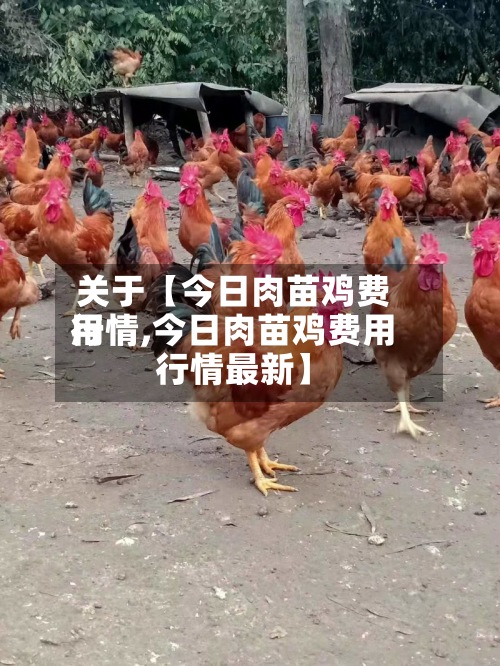 关于【今日肉苗鸡费用行情,今日肉苗鸡费用行情最新】