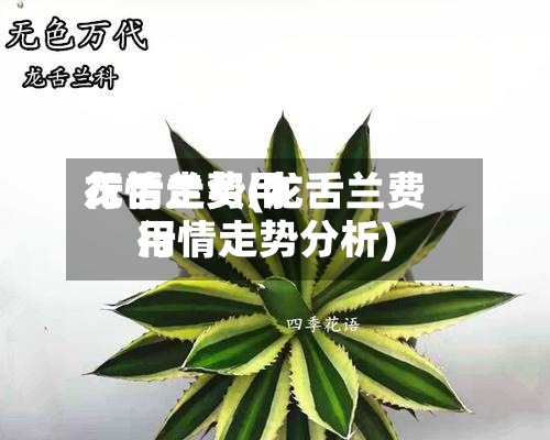 龙舌兰费用行情走势(龙舌兰费用行情走势分析)