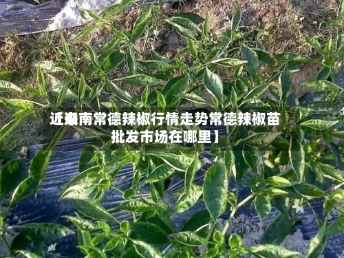 近来【湖南常德辣椒行情走势常德辣椒苗批发市场在哪里】-第2张图片