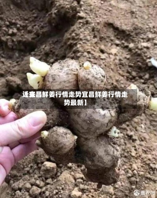 近来
【宜昌鲜姜行情走势宜昌鲜姜行情走势最新】-第2张图片