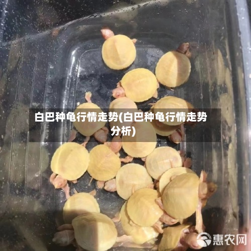 白巴种龟行情走势(白巴种龟行情走势分析)