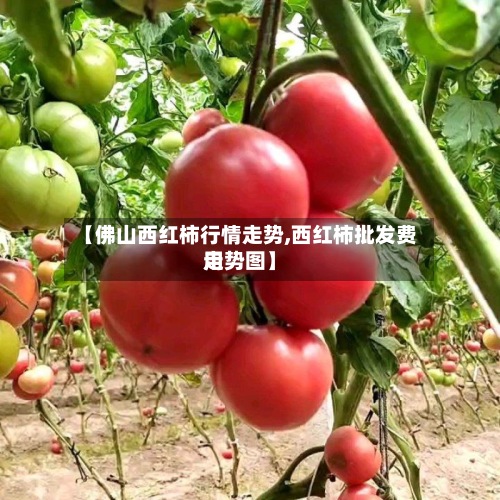【佛山西红柿行情走势,西红柿批发费用
走势图】