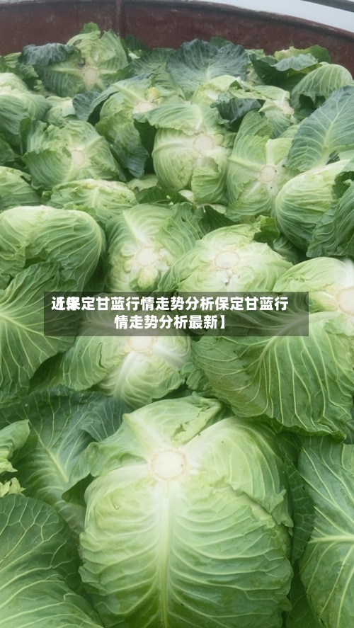 近来
【保定甘蓝行情走势分析保定甘蓝行情走势分析最新】