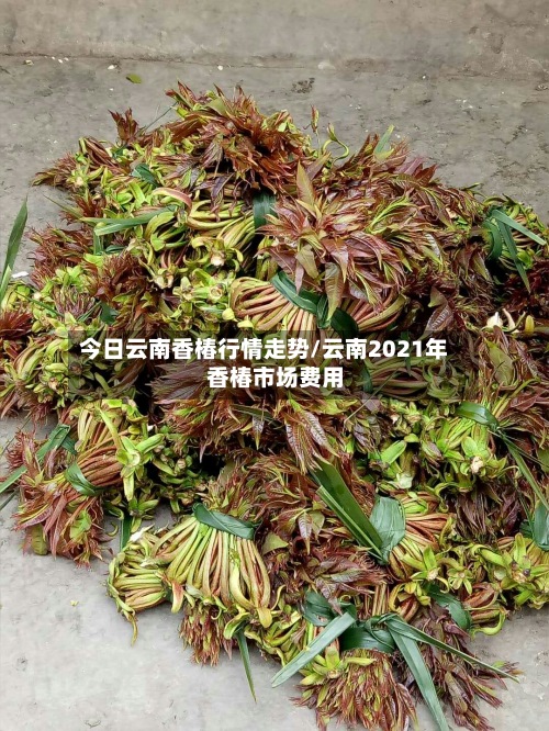 今日云南香椿行情走势/云南2021年香椿市场费用
-第3张图片
