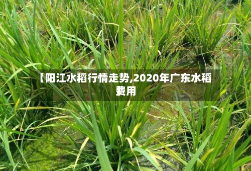 【阳江水稻行情走势,2020年广东水稻费用
】-第3张图片