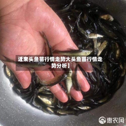 近来
【大头鱼苗行情走势大头鱼苗行情走势分析】-第2张图片