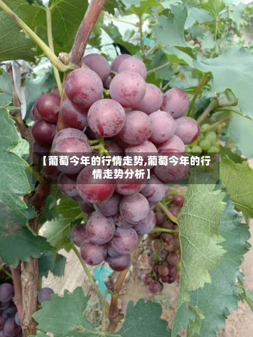 【葡萄今年的行情走势,葡萄今年的行情走势分析】