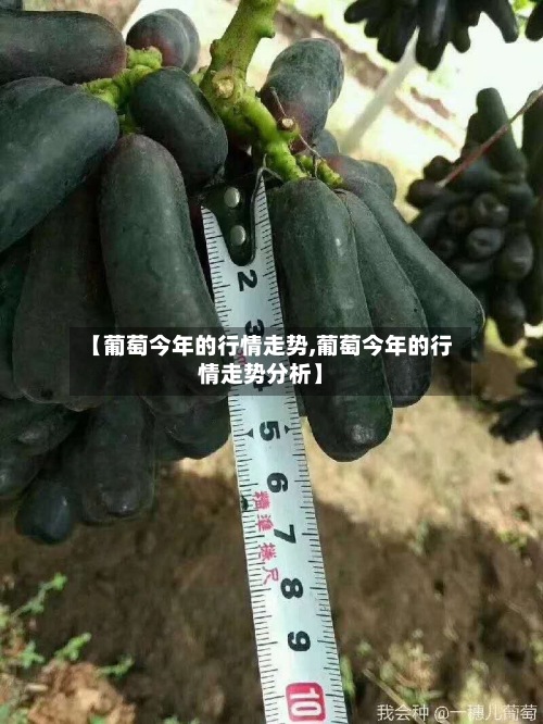 【葡萄今年的行情走势,葡萄今年的行情走势分析】-第2张图片