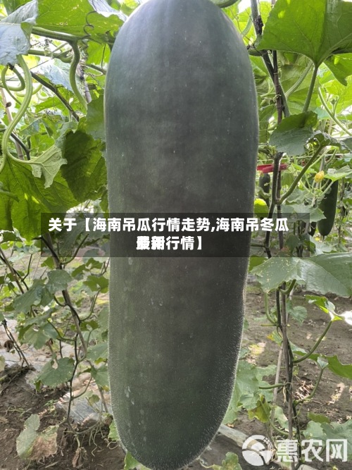 关于【海南吊瓜行情走势,海南吊冬瓜费用
最新行情】