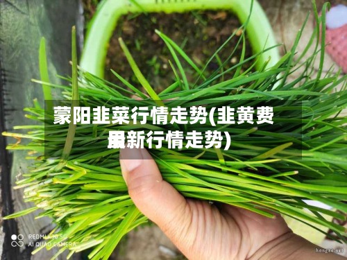 蒙阳韭菜行情走势(韭黄费用
最新行情走势)