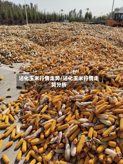 沾化玉米行情走势/沾化玉米行情走势分析-第3张图片