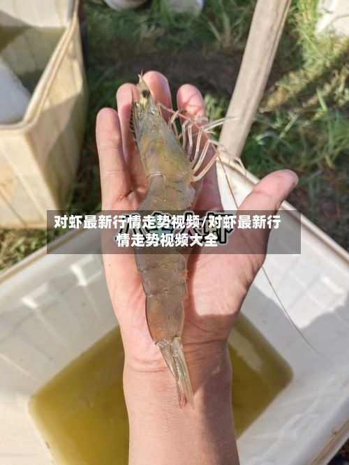 对虾最新行情走势视频/对虾最新行情走势视频大全
