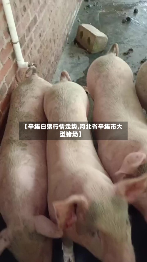 【辛集白猪行情走势,河北省辛集市大型猪场】