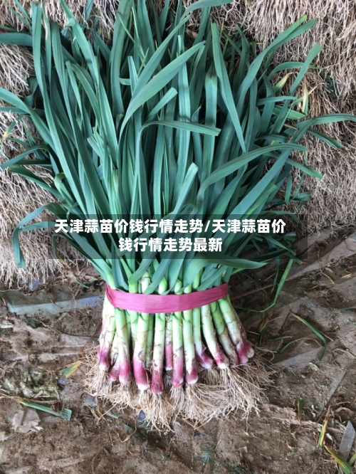 天津蒜苗价钱行情走势/天津蒜苗价钱行情走势最新