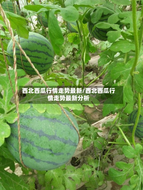 西北西瓜行情走势最新/西北西瓜行情走势最新分析