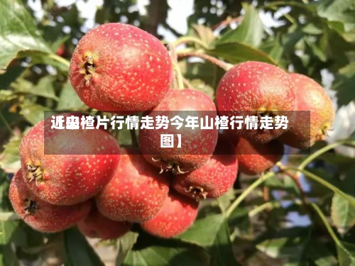 近来【山楂片行情走势今年山楂行情走势图】