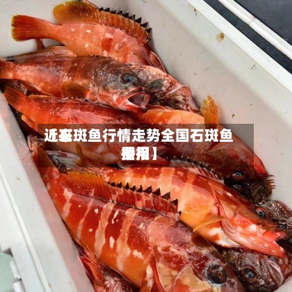 近来【石斑鱼行情走势全国石斑鱼费用播报】