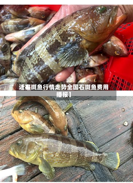 近来
【石斑鱼行情走势全国石斑鱼费用
播报】-第3张图片