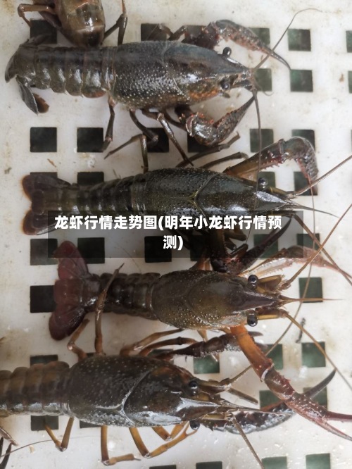 龙虾行情走势图(明年小龙虾行情预测)-第2张图片