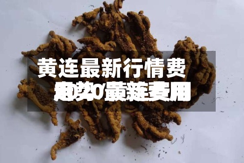 黄连最新行情费用
走势/黄连费用
2020最新费用
-第2张图片