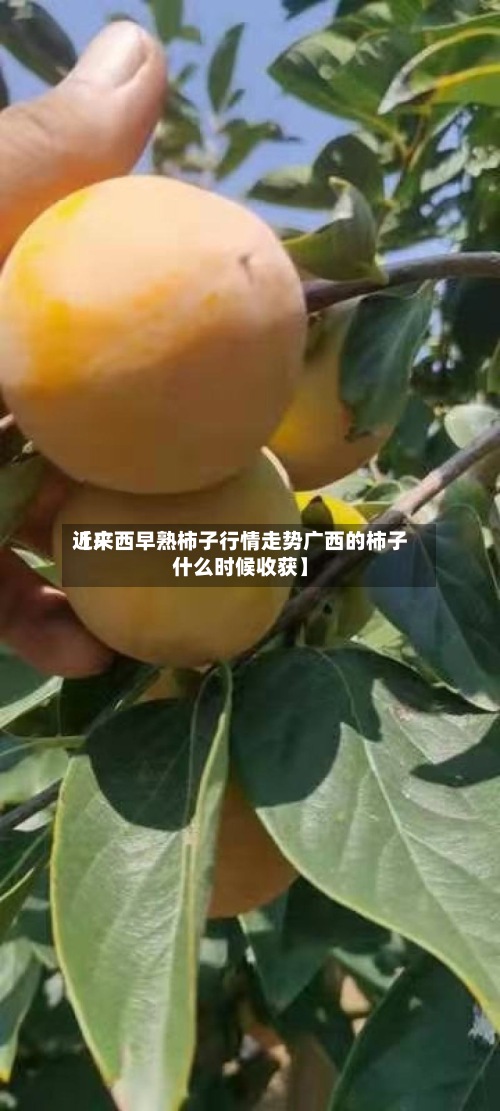 近来
【广西早熟柿子行情走势广西的柿子什么时候收获】-第3张图片