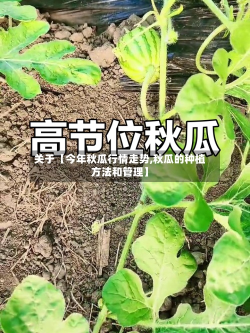 关于【今年秋瓜行情走势,秋瓜的种植方法和管理】
