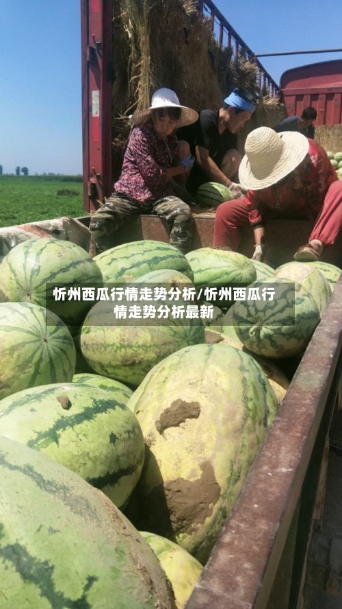 忻州西瓜行情走势分析/忻州西瓜行情走势分析最新