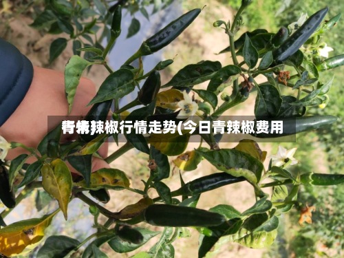 青米辣椒行情走势(今日青辣椒费用行情)