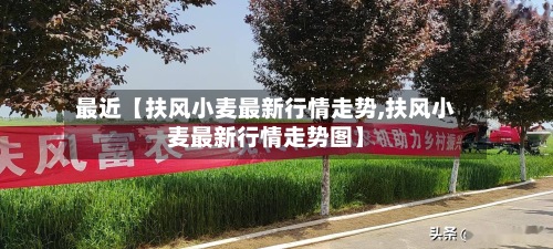 最近【扶风小麦最新行情走势,扶风小麦最新行情走势图】