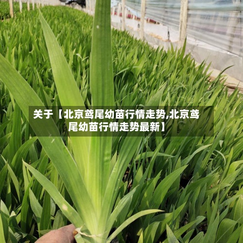 关于【北京鸢尾幼苗行情走势,北京鸢尾幼苗行情走势最新】-第2张图片