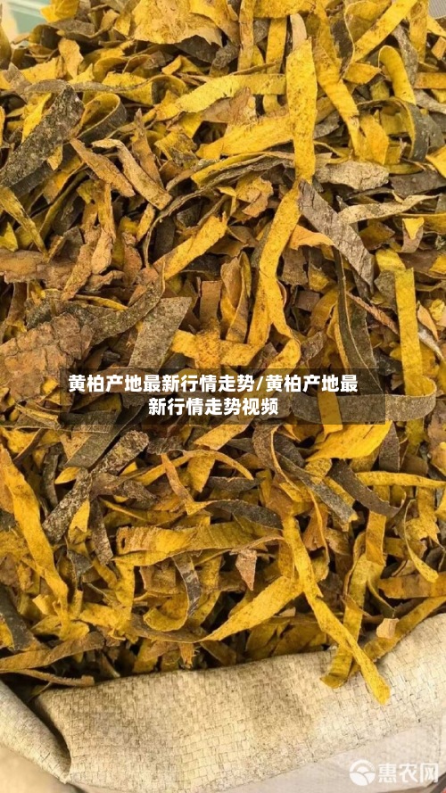 黄柏产地最新行情走势/黄柏产地最新行情走势视频