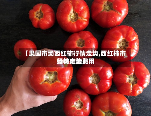 【果园市场西红柿行情走势,西红柿市场与产地费用行情走势】-第3张图片