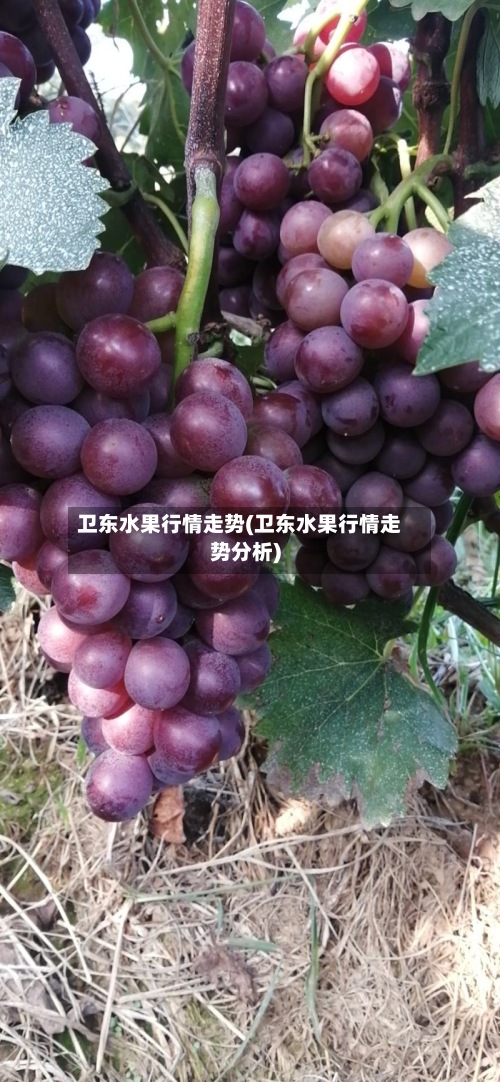 卫东水果行情走势(卫东水果行情走势分析)
