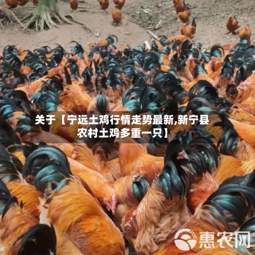 关于【宁远土鸡行情走势最新,新宁县农村土鸡多重一只】