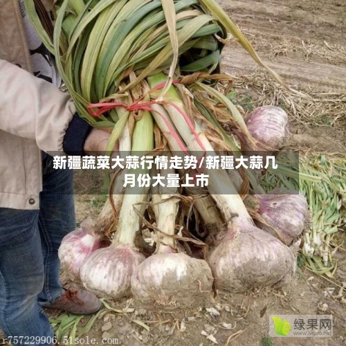 新疆蔬菜大蒜行情走势/新疆大蒜几月份大量上市