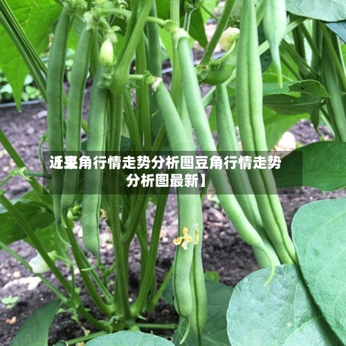 近来
【豆角行情走势分析图豆角行情走势分析图最新】