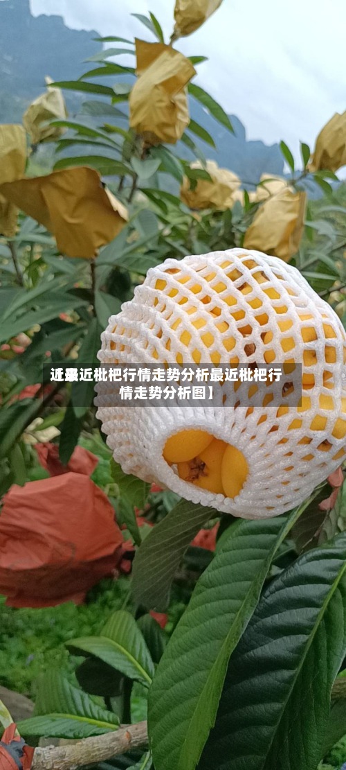 近来
【最近枇杷行情走势分析最近枇杷行情走势分析图】-第2张图片