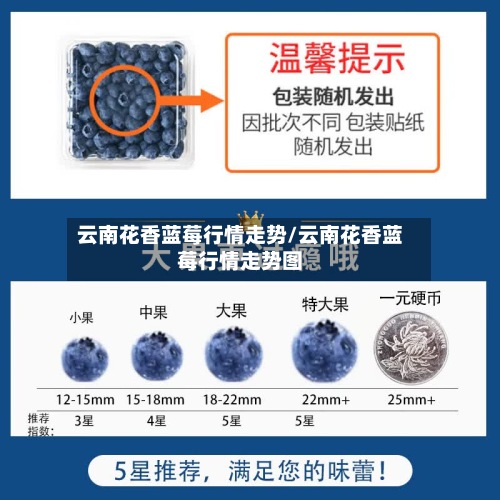 云南花香蓝莓行情走势/云南花香蓝莓行情走势图-第2张图片