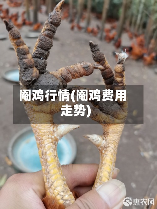 阉鸡行情(阉鸡费用
走势)