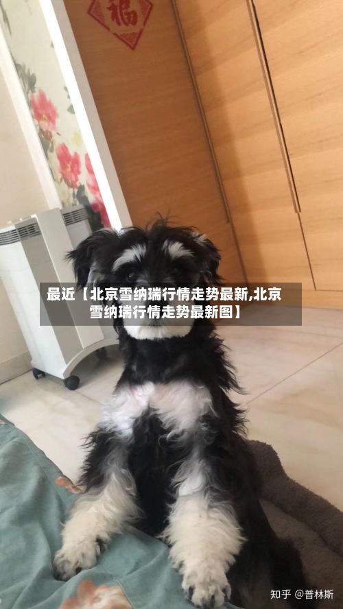 最近【北京雪纳瑞行情走势最新,北京雪纳瑞行情走势最新图】-第2张图片