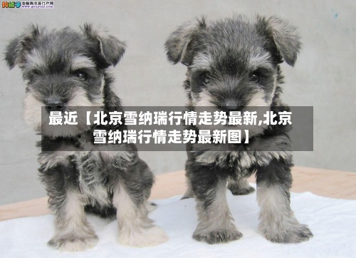 最近【北京雪纳瑞行情走势最新,北京雪纳瑞行情走势最新图】