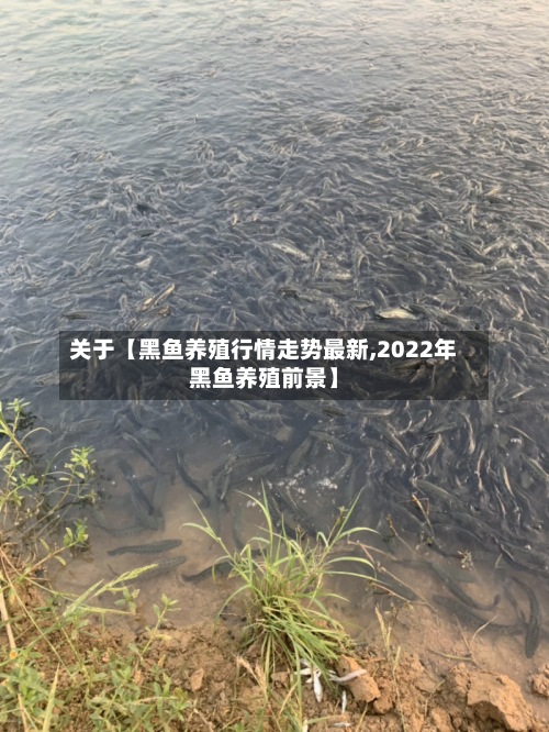 关于【黑鱼养殖行情走势最新,2022年黑鱼养殖前景】