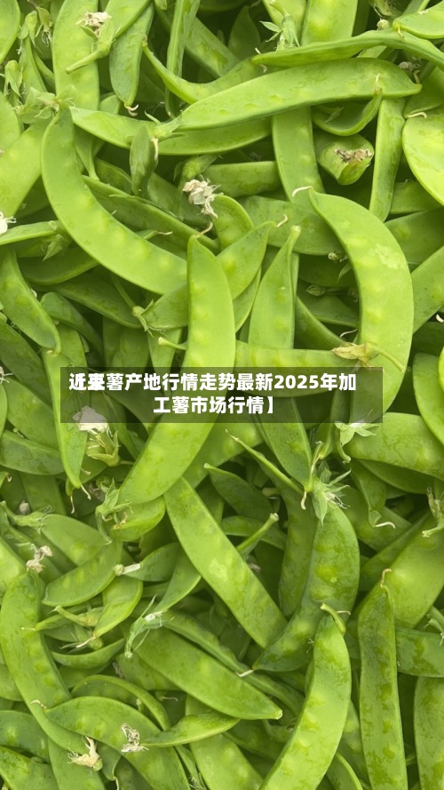 近来
【豆薯产地行情走势最新2025年加工薯市场行情】