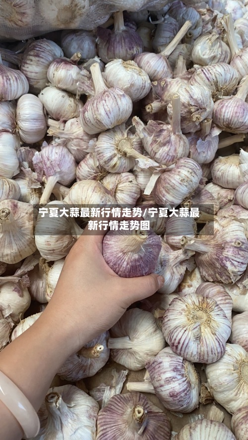 宁夏大蒜最新行情走势/宁夏大蒜最新行情走势图