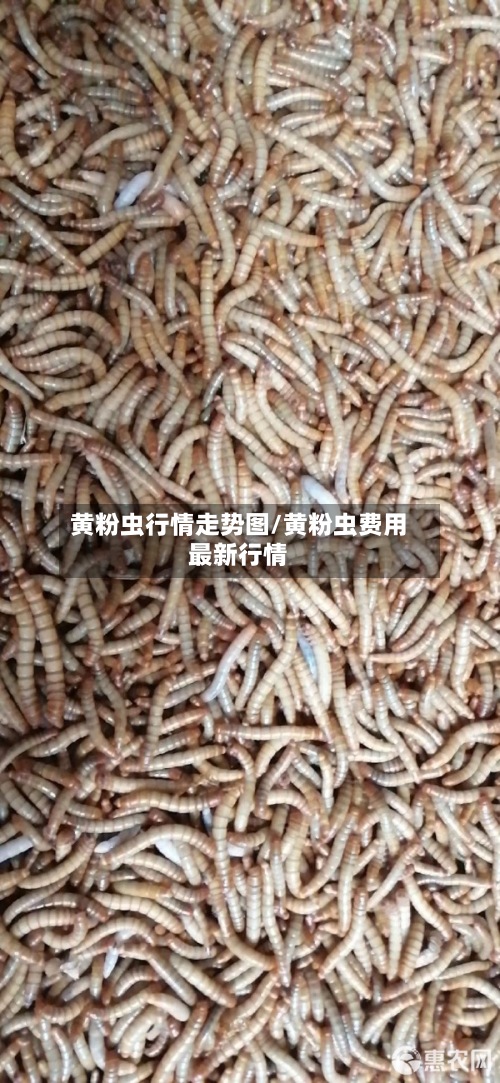 黄粉虫行情走势图/黄粉虫费用最新行情